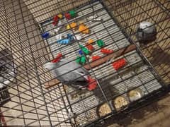Grey parrot bonded pair talking with a huge cage