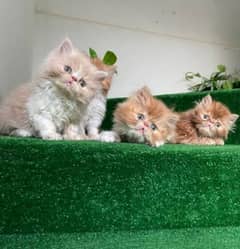 urgent sale kittens in cheapest Rates