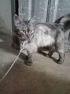 Cat for Sale Only in 4000
