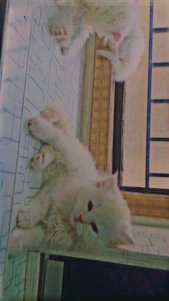 Persian kittens 1