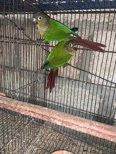 Green Cheek Pair with DNA