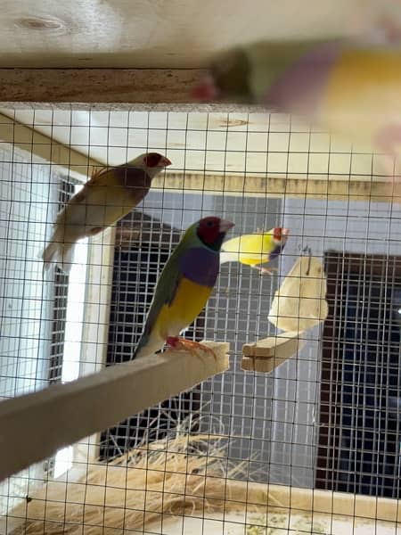 gouldian finch breeder pairs 5