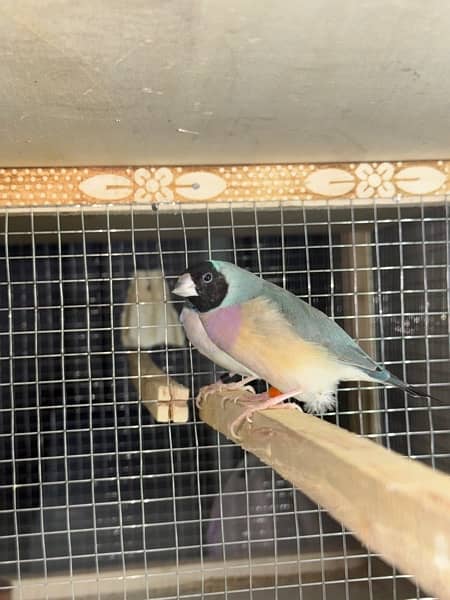 gouldian finch breeder pairs 9