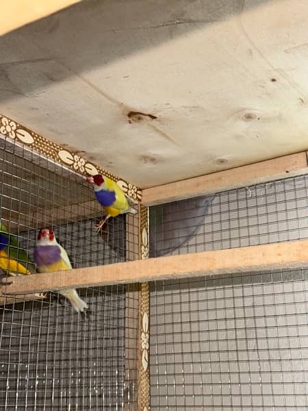 gouldian finch breeder pairs 13