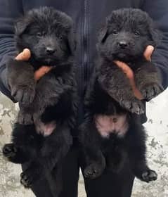 Black German shepherd Puppies | German shepherd long Coat Pair 0