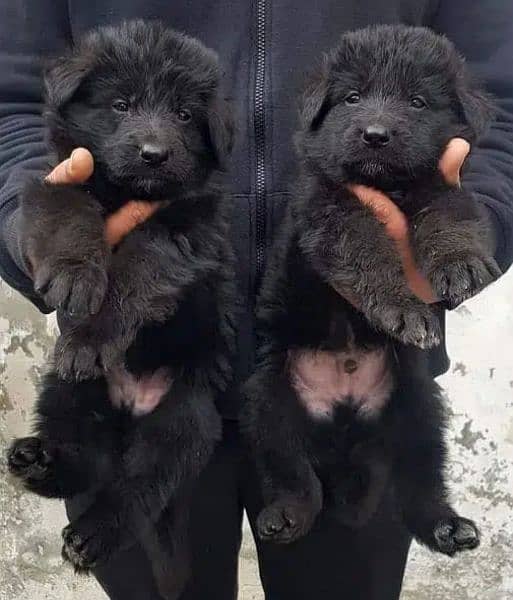 Black German shepherd Puppies | German shepherd long Coat Pair 0