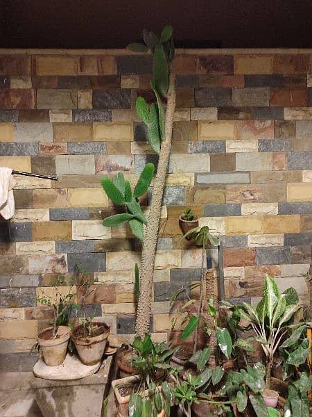 cactus plant 0