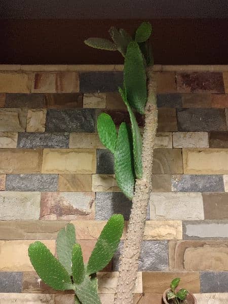 cactus plant 2
