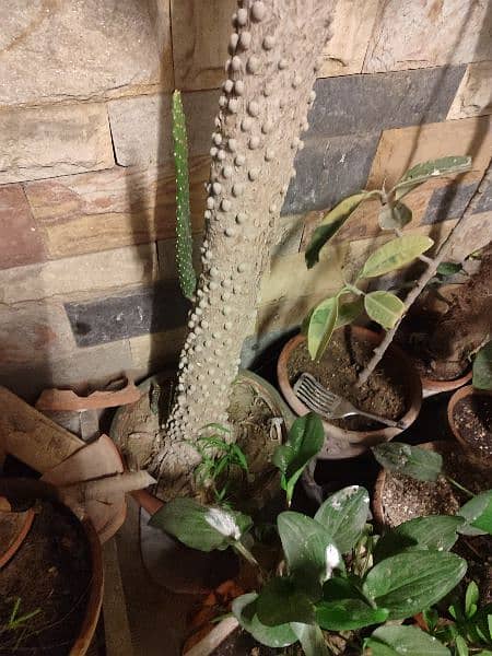 cactus plant 3