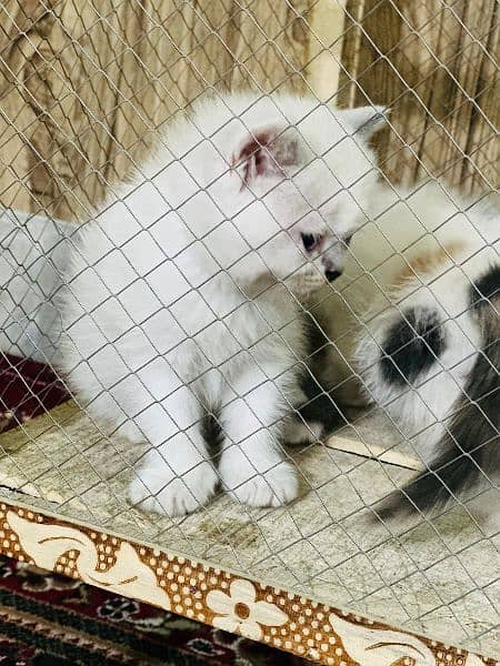 Persian kittens 5