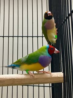 gouldian finch pair for sale