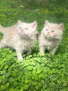 Triple coated Persian cat pair