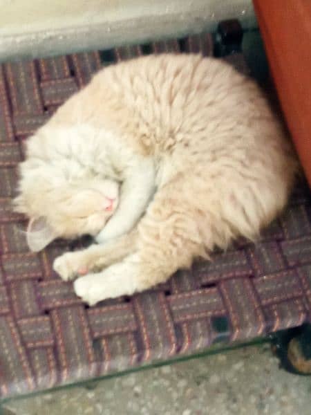 persian orange cat 2