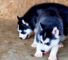 Siberian Husky puppies for sale in urgent ok