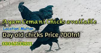 Ayam Cemani Chicks available