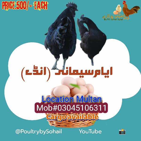 Ayam Cemani Chicks & eggs  available 2
