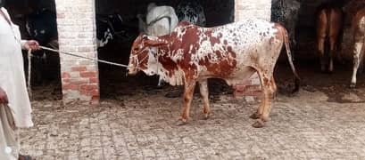 Wacha Qurbani cow | sahiwal / Waris cattle farm