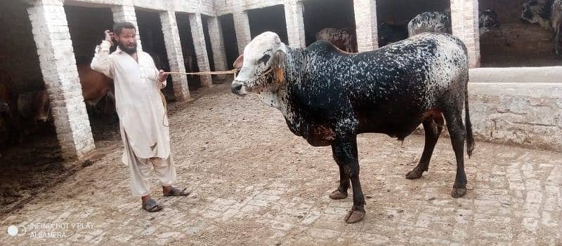 Wacha Qurbani cow | sahiwal / Waris cattle farm 1