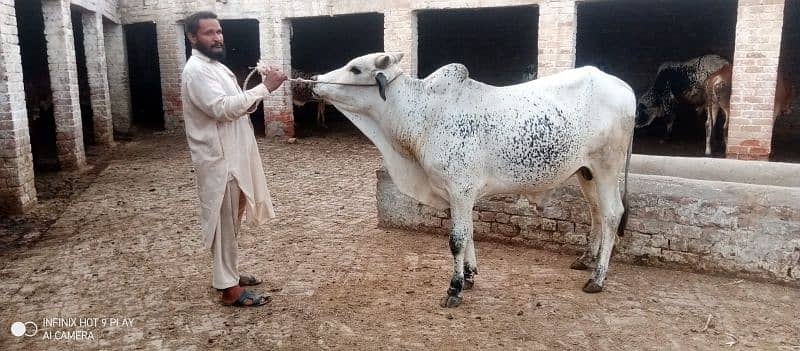 Wacha Qurbani cow | sahiwal / Waris cattle farm 2
