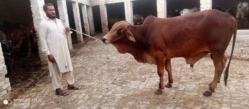Wacha Qurbani cow | sahiwal / Waris cattle farm 3