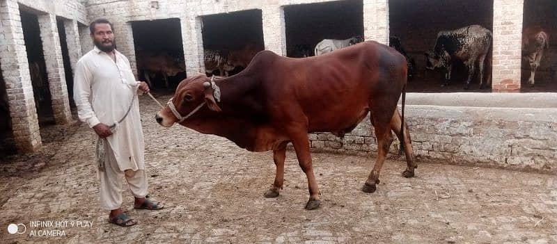 Wacha Qurbani cow | sahiwal / Waris cattle farm 4
