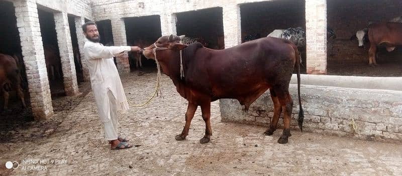 Wacha Qurbani cow | sahiwal / Waris cattle farm 5