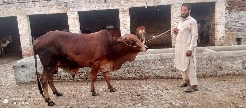 Wacha Qurbani cow | sahiwal / Waris cattle farm 6