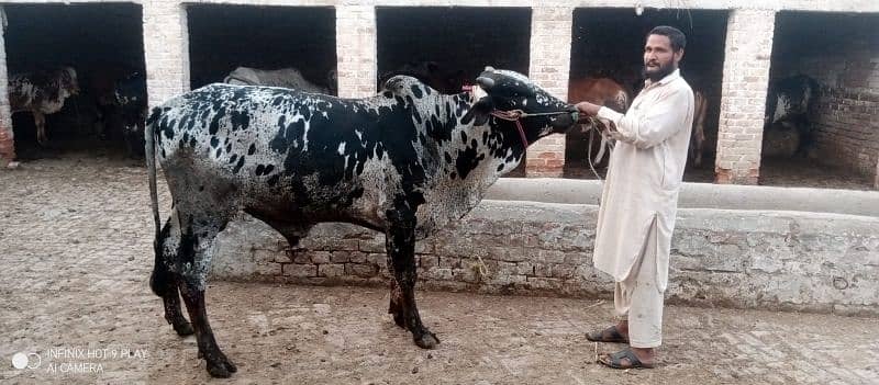 Wacha Qurbani cow | sahiwal / Waris cattle farm 7