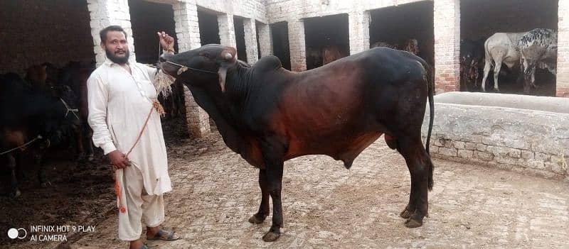Wacha Qurbani cow | sahiwal / Waris cattle farm 8
