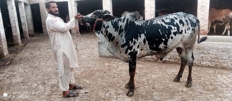 Wacha Qurbani cow | sahiwal / Waris cattle farm 9