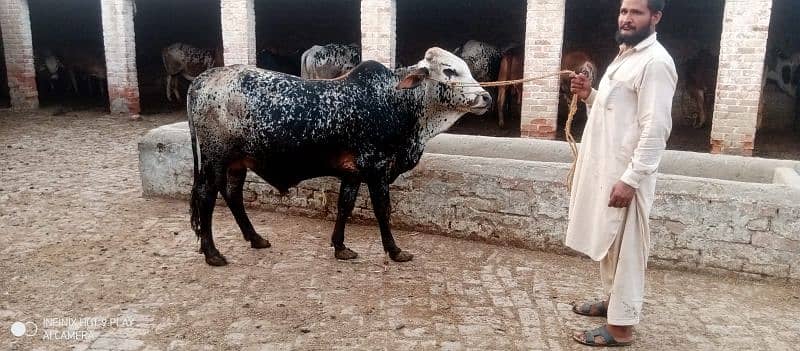 Wacha Qurbani cow | sahiwal / Waris cattle farm 10