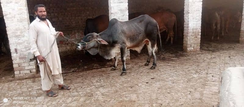 Wacha Qurbani cow | sahiwal / Waris cattle farm 11