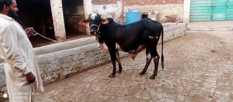Wacha Qurbani cow | sahiwal / Waris cattle farm 12