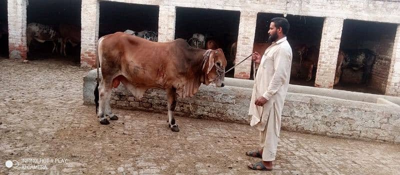 Wacha Qurbani cow | sahiwal / Waris cattle farm 13