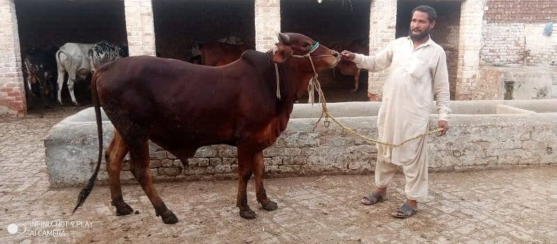 Wacha Qurbani cow | sahiwal / Waris cattle farm 14