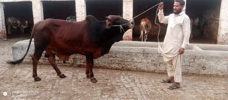 Wacha Qurbani cow | sahiwal / Waris cattle farm 15