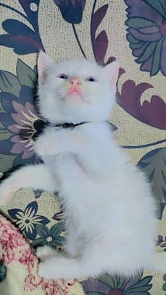 3 cute Percian Cats  for sale