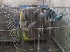 bujri parrot for sale