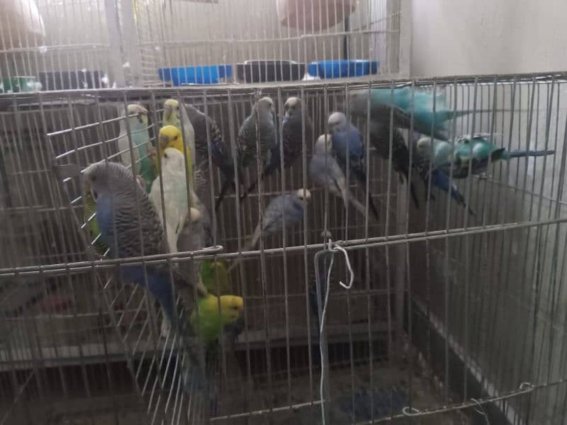 bujri parrot for sale 1