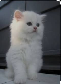 brown eye Persian kitten