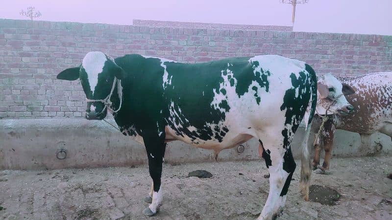 Imported Cross Breeder for Sale 3