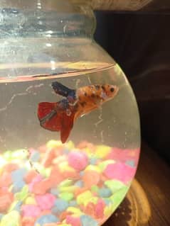 Candy Betta Fish Male Urgent For Sale