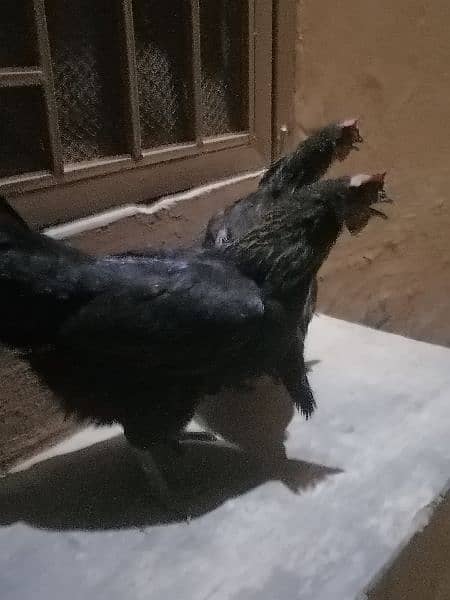 Golden misri hens for sale wtp 03111526550 0