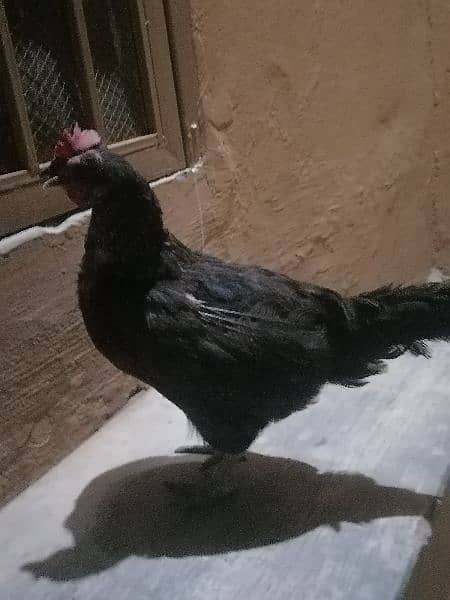 Golden misri hens for sale wtp 03111526550 1