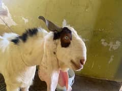 3 male goat available for qurbani