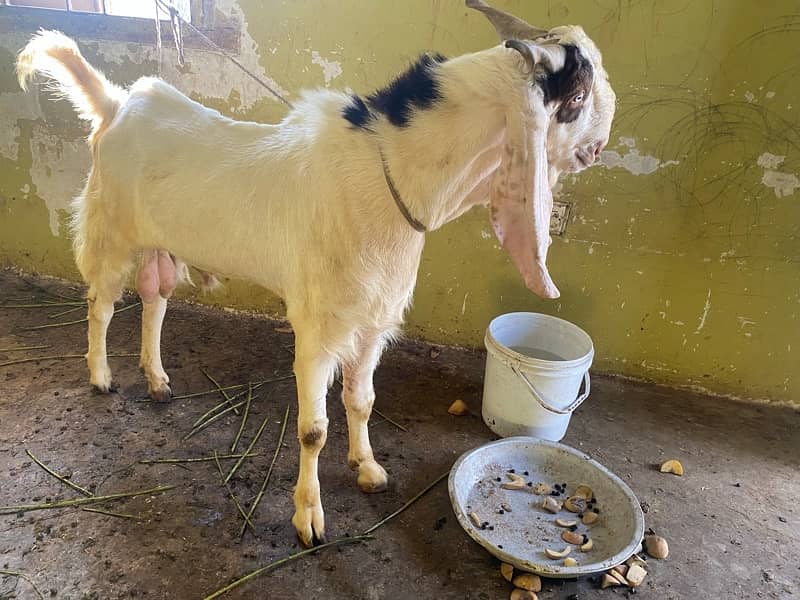 3 male goat available for qurbani 1