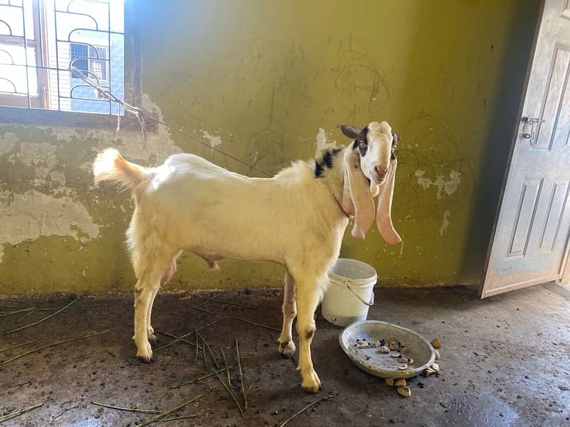 3 male goat available for qurbani 3