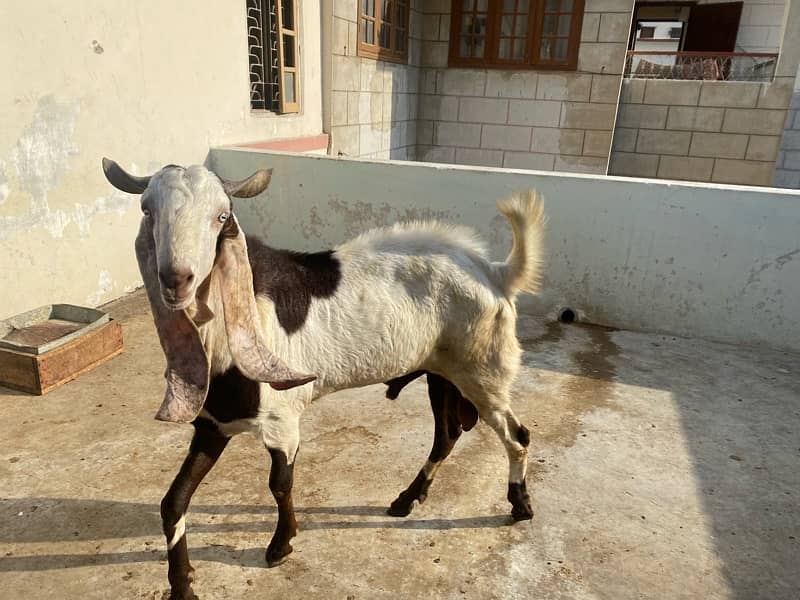 3 male goat available for qurbani 6