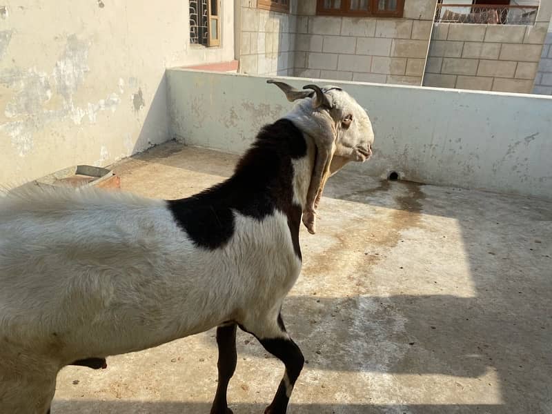 3 male goat available for qurbani 7