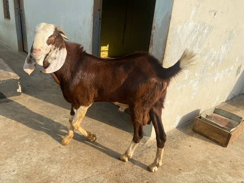 3 male goat available for qurbani 10